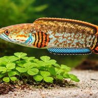 Channa bleheri blue 5 — close view showing fin and scale detail — representative image - view 4