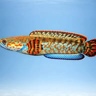 Channa bleheri blue 5 — side profile on a plain background — representative image - view 3