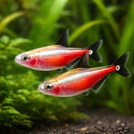Cheirodon axelrodi gold 2 - 2 — pair in a planted aquarium — representative image - view 2