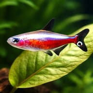 Cheirodon axelrodi gold 2 - 2 — close view showing fin and scale detail — representative image - view 4