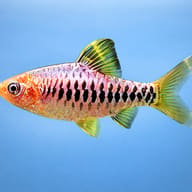 Close side view of a gold Chequer Barb with black markings against blue - view 3