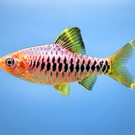 Chequer Barb, gold — side profile on a plain background — representative image - view 3