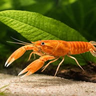 Cherax red lobster — close view showing fin and scale detail — representative image - view 4