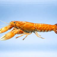 Cherax red lobster — side profile on a plain background — representative image - view 3