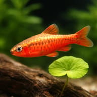 Cherry Barb — Barbs UK — close view showing fin and scale detail — representative image - view 4