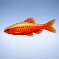 Cherry Barb — Barbs UK — side profile on a plain background — representative image - view 3