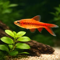 Barbus titteya long fin — Cherry Barb — Barbs UK — close view showing fin and scale detail — representative image - view 4