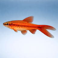 Barbus titteya long fin — Cherry Barb — Barbs UK — side profile on a plain background — representative image - view 3