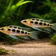 Chessboard cichlid — pair in a planted aquarium — representative image - view 2