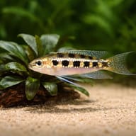 Chessboard cichlid — close view showing fin and scale detail — representative image - view 4