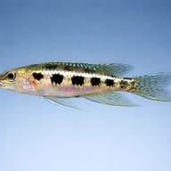 Chessboard cichlid — side profile on a plain background — representative image - view 3