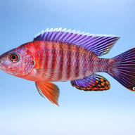 Chiloelo Peccock Cichlid — side profile on a plain background — representative image - view 3