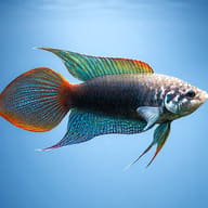 Round-Tailed Paradise Fish side profile showing the rounded caudal fin, representative stock illustration - view 3