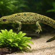 Chinese Warty Newt (Paramesotriton chinensis) — close view showing fin and scale detail — representative image - view 4