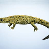 Chinese Warty Newt (Paramesotriton chinensis) — side profile on a plain background — representative image - view 3