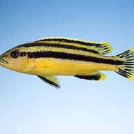 Chipokae Mbuna — side profile on a plain background — representative image - view 3