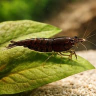 Chocolate Cherry Shrimp (Neocaridina davidi) close view showing dark brown colour — representative image - view 4