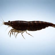Chocolate Cherry Shrimp (Neocaridina davidi) side profile on a clean background — representative image - view 3