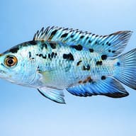 Cichlasoma blue jack dempsey 2 - 2 — side profile on a plain background — representative image - view 3