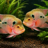 Cichlasoma flowerhorn 12 — pair in a planted aquarium — representative image - view 2