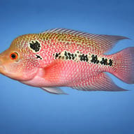 Cichlasoma flowerhorn 12 — side profile on a plain background — representative image - view 3