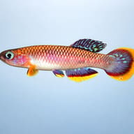Cinnamon Killie (Fundulopanchax cinnamomeus) side profile showing rounded fins - view 3
