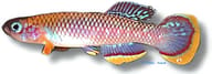 Cinnamon Killie, Fundulopanchax cinnamomeus - view 5