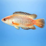 Climbing Perch, Climbing Ba — side profile on a plain background — representative image - view 3