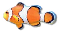 Juvenile Clown Anemonefish Amphiprion ocellaris 2-3 cm with bright orange body and white bands - view 5