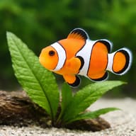 Clown anemonefish - Marine Aquarium Livestock (Amphiprion ocellaris) — Clown Anemonefish - view 4