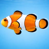 Clown anemonefish - Marine Aquarium Livestock (Amphiprion ocellaris) — Clown Anemonefish — side profile on a plain background - view 3