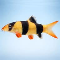 Stylised side-view Clown Loach (Chromobotia macracanthus) illustration showing orange body - view 3