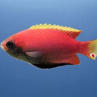Colisa sota red 4 — side profile on a plain background — representative image - view 3