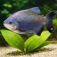 Colossoma (Colossoma bidens) — close view showing fin and scale detail — representative image - view 4