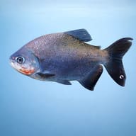 Colossoma (Colossoma bidens) — side profile on a plain background — representative image - view 3