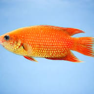 Comb-Tail, Combtail Paradis — side profile on a plain background — representative image - view 3