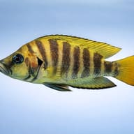 Compressed Cichlid — side profile on a plain background — representative image - view 3