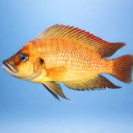 Compressed Cichlid Red — side profile on a plain background — representative image - view 3