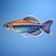 Congo Tetra (Phenacogrammus interruptus) profile view - view 4