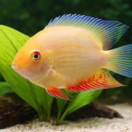 Convict Fish gold — close view showing fin and scale detail — representative image - view 4