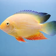 Convict Fish gold — side profile on a plain background — representative image - view 3