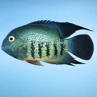 Convict Fish (Heros severum) — side profile on a plain background — representative image - view 3