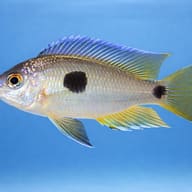 Copadichromis pleurostigma yellow 4 — side profile on a plain background — representative image - view 3
