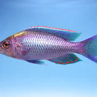 Copadichromis virginalis gold 4 — side profile on a plain background — representative image - view 3