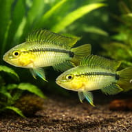 Corumba Dwarf Dichlid — pair in a planted aquarium — representative image - view 2