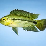 Corumba Dwarf Dichlid — side profile on a plain background — representative image - view 3