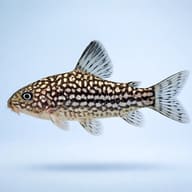 Elegant Cory (Corydoras elegans) — Cory Catfish — Catfish cory pleco — side profile on a plain background - view 3
