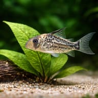 Corydoras loxozonus — Cory Catfish — Catfish cory pleco — close view showing fin and scale detail — representative image - view 4