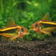 Two Gold Laser Corys (CW010) in a planted aquarium, representative illustration — representative image - view 2