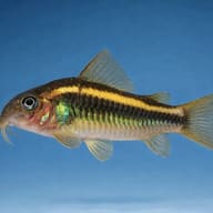 Gold Laser Cory (CW010) side profile, representative illustration — representative image - view 3